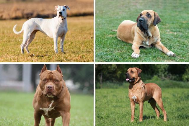 List of banned dog breeds UK