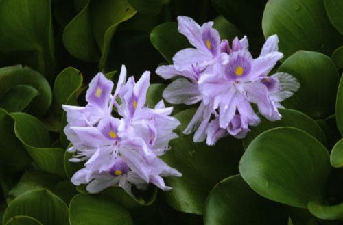 Water hyacinths