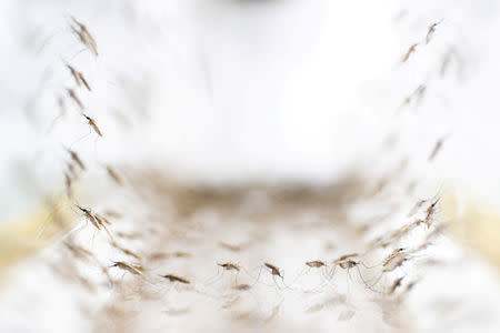 FILE PHOTO: Anopheles minimus mosquitoes are pictured at a lab in the Public Health Ministry in Bangkok, Thailand, November 9, 2017. REUTERS/Athit Perawongmetha - RC13B062C170