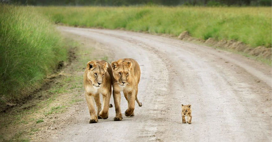 Süß, knuffig und frech: Die niedlichsten Tierbabys der Welt