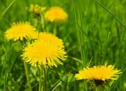 <body> <p>For more lawn and garden ideas, check out:</p> <p> <a rel="nofollow noopener" href=" http://www.bobvila.com/slideshow/9-natural-ways-to-kill-weeds-45747?bv=yahoo" target="_blank" data-ylk="slk:9 Natural Ways to Kill Weeds;elm:context_link;itc:0;sec:content-canvas" class="link ">9 Natural Ways to Kill Weeds</a> </p> <p><a rel="nofollow noopener" href=" http://www.bobvila.com/slideshow/the-invincible-yard-12-ideas-for-lazy-landscaping-48750?bv=yahoo" target="_blank" data-ylk="slk:The Invincible Yard: 12 Ideas for Lazy Landscaping;elm:context_link;itc:0;sec:content-canvas" class="link ">The Invincible Yard: 12 Ideas for Lazy Landscaping</a> </p> <p><a rel="nofollow noopener" href=" http://www.bobvila.com/slideshow/keep-don-t-kill-9-weeds-to-welcome-48926?bv=yahoo" target="_blank" data-ylk="slk:Keep, Don't Kill: 9 Weeds to Welcome;elm:context_link;itc:0;sec:content-canvas" class="link ">Keep, Don't Kill: 9 Weeds to Welcome</a> </p> </body>