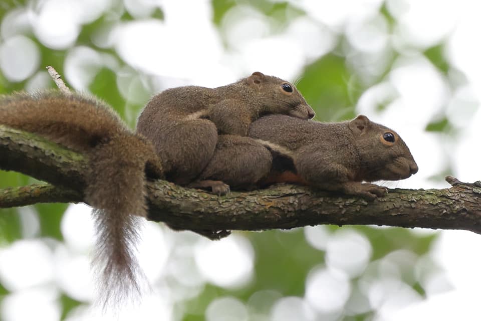 Plantain squirrels in Ang Mo Kio Town Garden West, Singapore. (Photo: Clare Chan/Facebook)