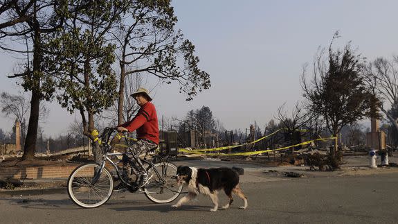 A man rides a bicycle with his dog in front of homes destroyed by fires in Santa Rosa.