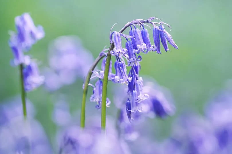 Close-up of native English bluebells in the softly diffused light of a woodland canopy.