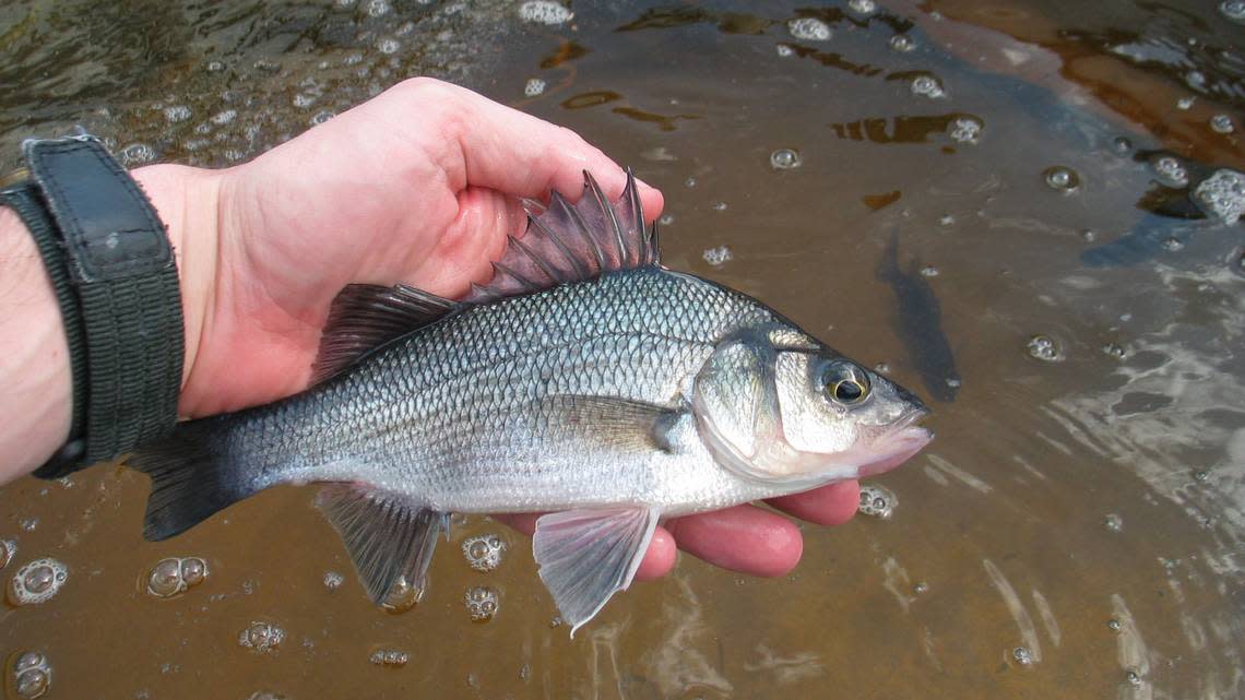 White Perch