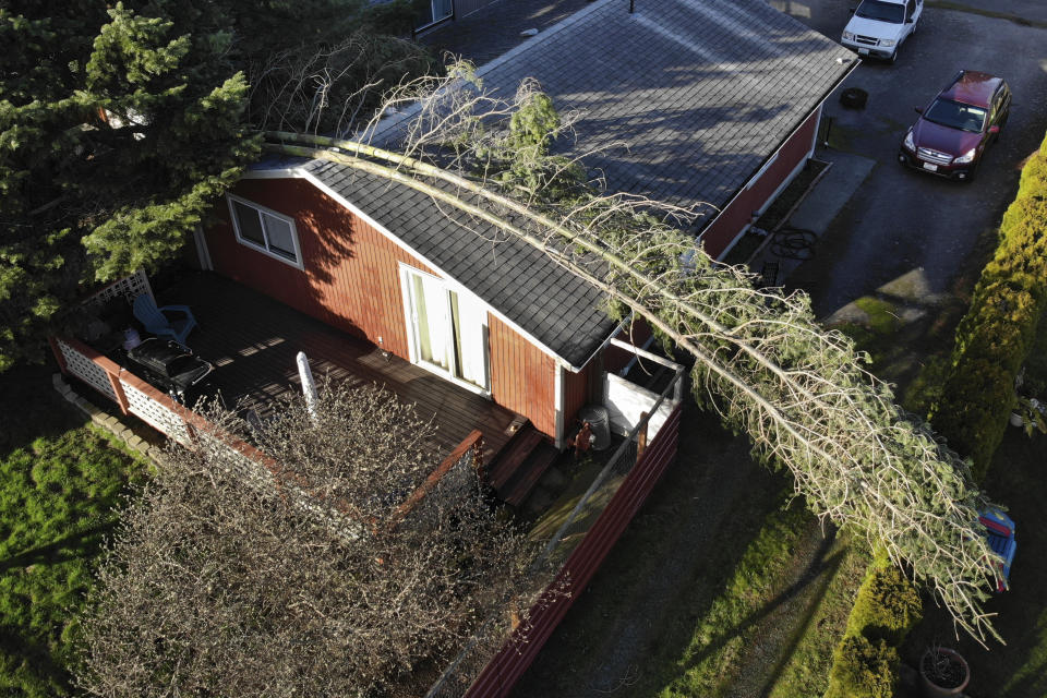 In this photo taken by a drone, a massive tree branch that broke away in a windstorm lies across the roof of a house Wednesday, Jan. 13, 2021, in Bellingham, Wash. The powerful wind storm that rolled through the Pacific Northwest killed one person and left a trail of damage. The storm nearly blew a tractor-trailer off a bridge in Washington state, caused a landslide in Oregon and left more than 500,000 people in the two states without power. (AP Photo/Elaine Thompson)