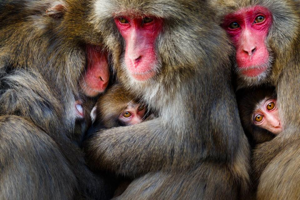 The gold winner in the behaviour - mammals category: Playgroup’ – Japanese macaques on Awaji Island, Japan