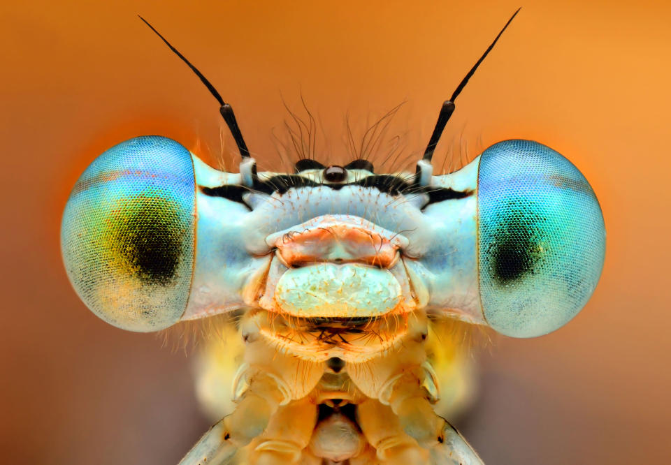 Damselfly (PIC BY IRENEUSZ IRASS WALEDZIK / CATERS NEWS)