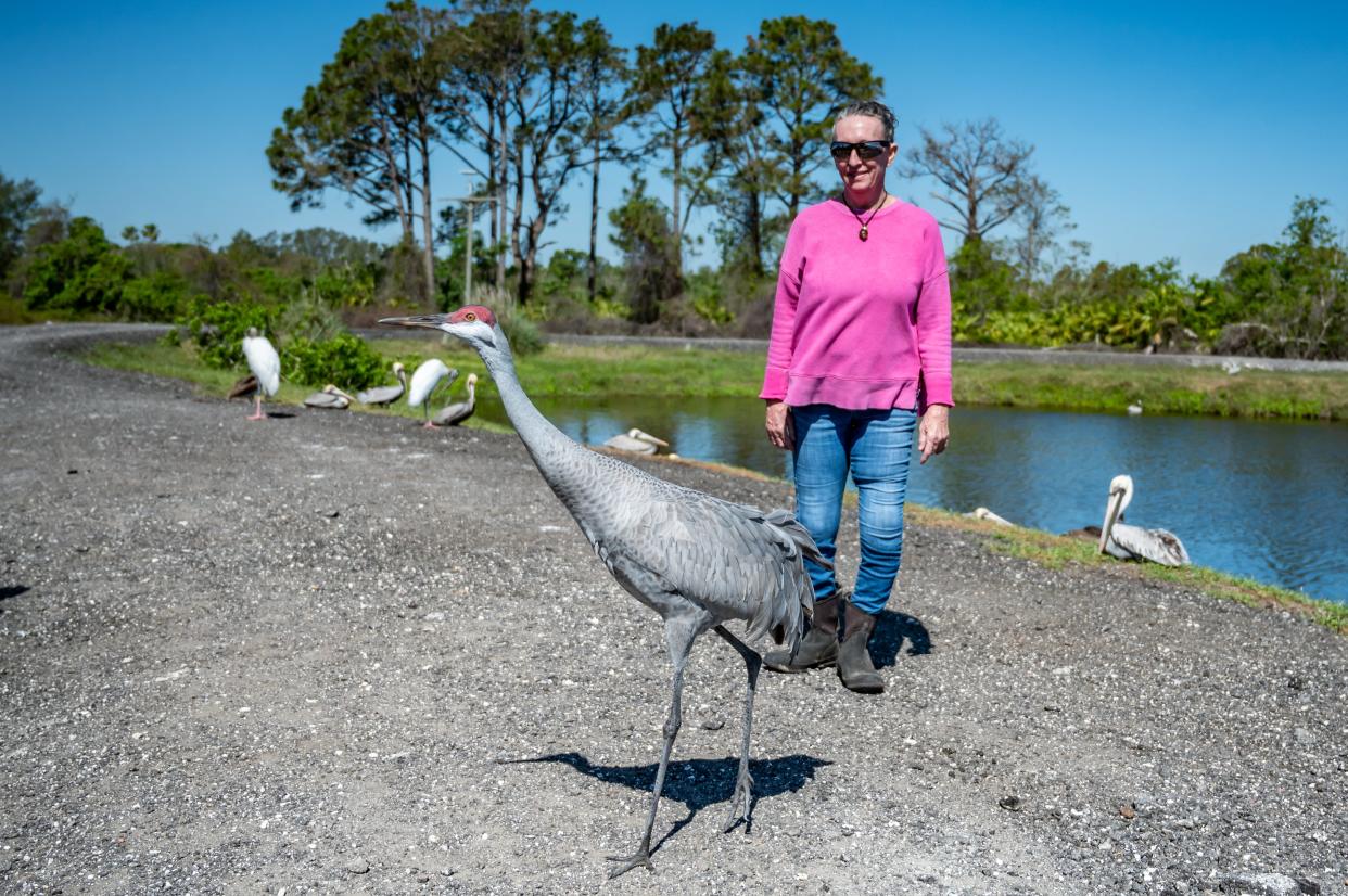 Karen Lynch, director, of the facility raised Shema the Sand Hill Crane from a baby. Lately, the young bird has been trying to fly around the area. Ark Wildlife Rescue and Rehabilitation rescues and rehabilitates a variety of local birds in their facility located at 2350 Mizell Road St. Augustine, FL 32080.Photo made March 16, 2023.[Fran Ruchalski for the St. Augustine Record]