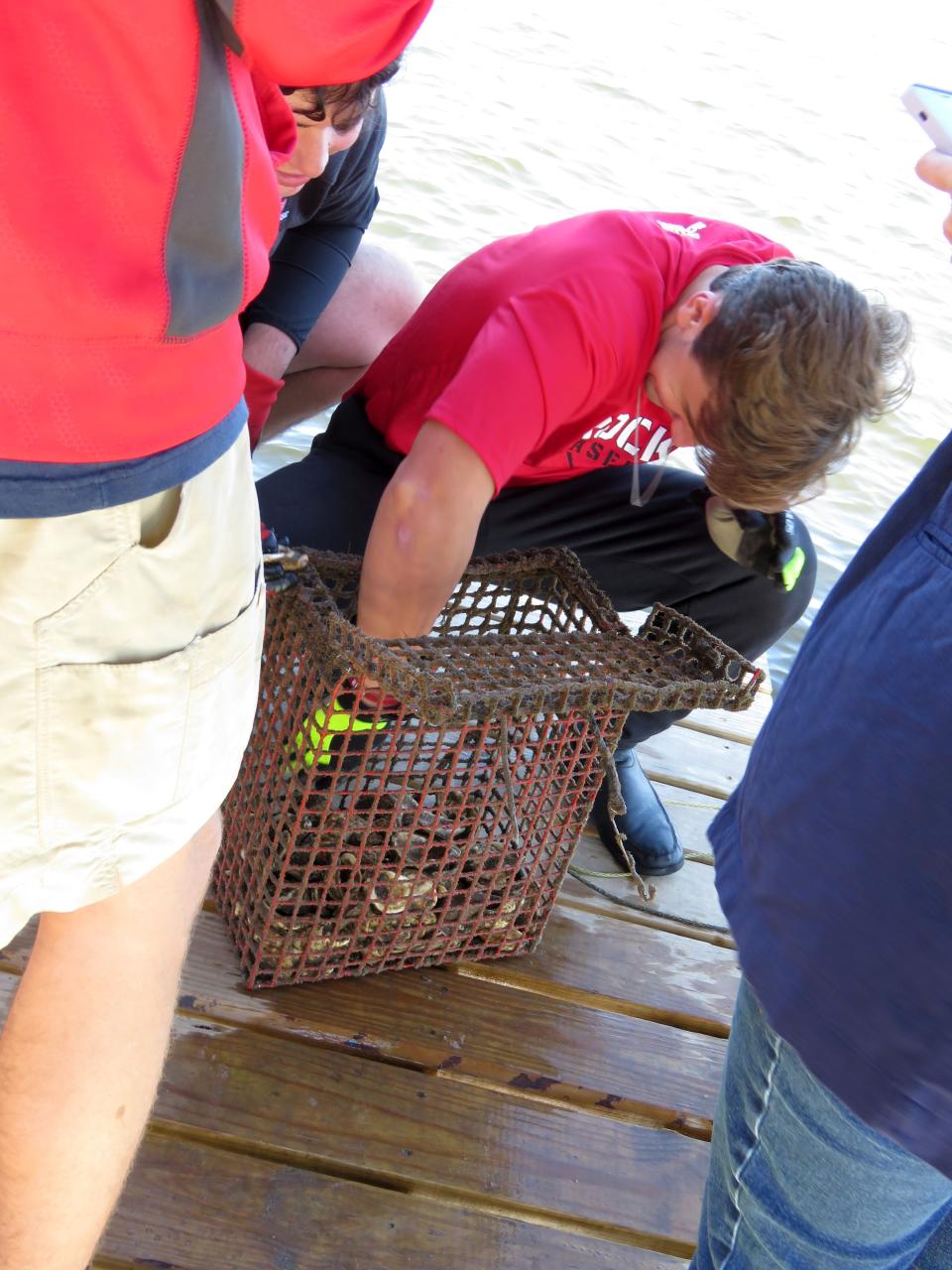 St. Stanislaus HIgh SchooL senior Jackson Mountjoy pulls oyster shells out of a wire cage to check for baby oysters at the marine science program's oyster garden in Bay St. Louis, Miss. on Monday, Nov. 15, 2021. The school is among more than 50 locations in Mississippi and more than 1,000 around the U.S. where volunteers raise oysters to help restore reefs. (AP Photo/Janet McConnaughey)