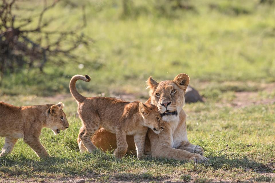 A lioness nuzzles her young cub.