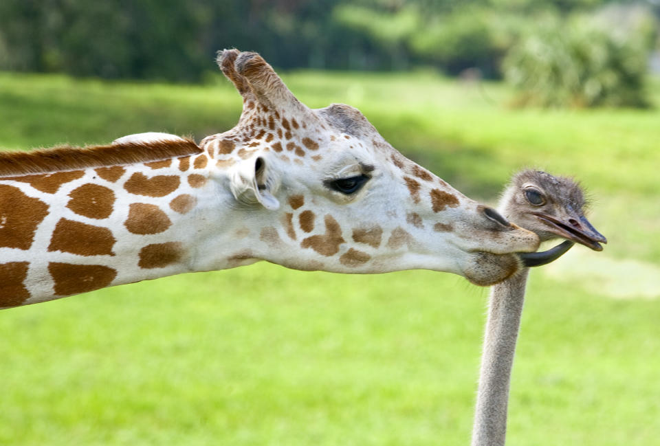 In 2009, zookeepers at Busch Gardens in Tampa, Florida noticed that Bea the giraffe and Wilma the ostrich were spending a lot of time together! (Photo credit: Associated Press)