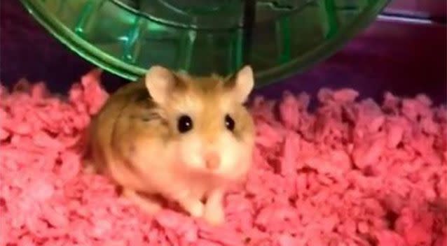 Pebbles the hamster. Source: Miami Herald