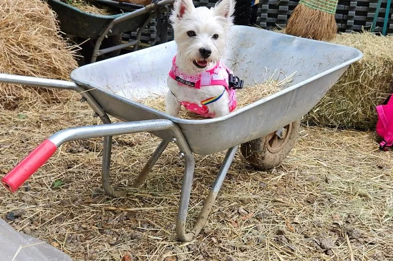 Pumpkin the disabled Westie at Fripps Farm
