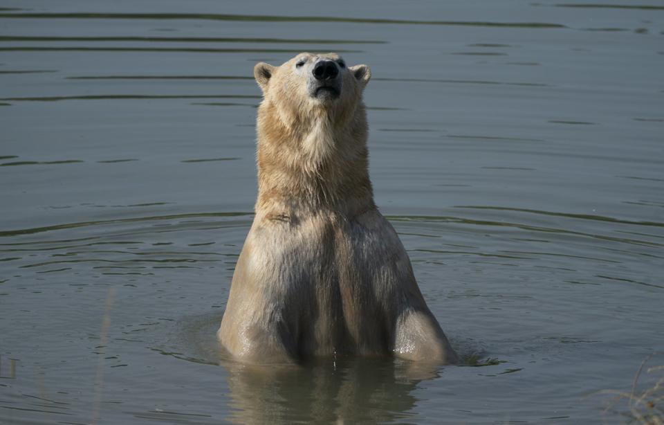 A polar bear keeps cool in a lake (Danny Lawson/PA) (PA Wire)