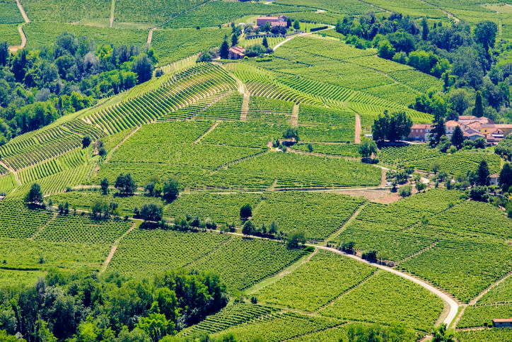 <p>Infine il Piemonte, in particolare le <strong>Langhe</strong>. Vengono segnalate ai turisti Alba, Asti e Alessandria, per una vacanza all’insegna del buon vino e delle passeggiate tra borghi e panorami. (Getty) </p>