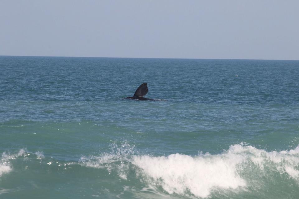 The 2023 calf of #4340 ‘Pilgrim’ rolls over and lifts her paddle-shaped flipper high into the air.