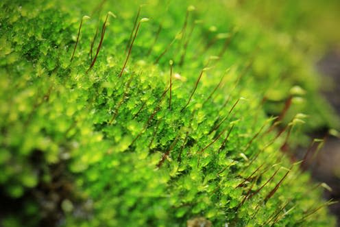 <span class="caption">Mosses are among the closest living relatives to Earth's first land plants.</span> <span class="attribution"><a class="link " href="https://www.shutterstock.com/image-photo/moss-close-shot-144211555?src=d16877be-e704-418d-bffc-4c572d2d4365-1-40" rel="nofollow noopener" target="_blank" data-ylk="slk:Arnon Polin/Shutterstock;elm:context_link;itc:0;sec:content-canvas">Arnon Polin/Shutterstock</a></span>