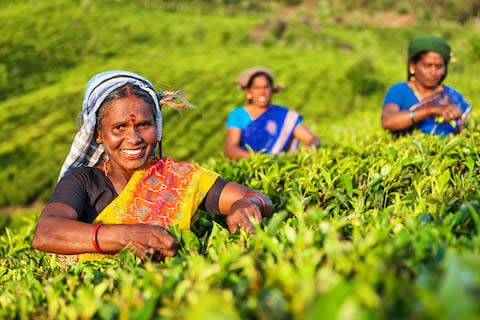 India tea - Credit: Getty