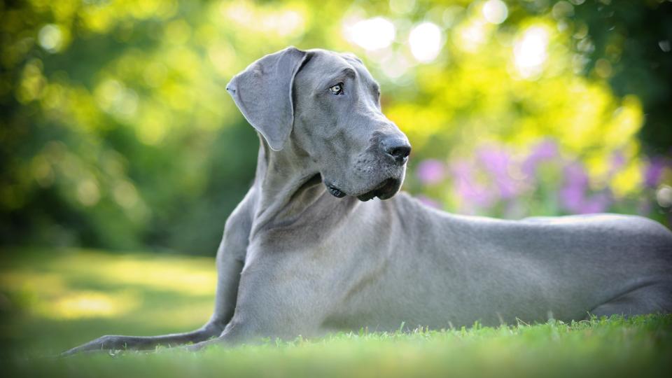 24. Great Dane