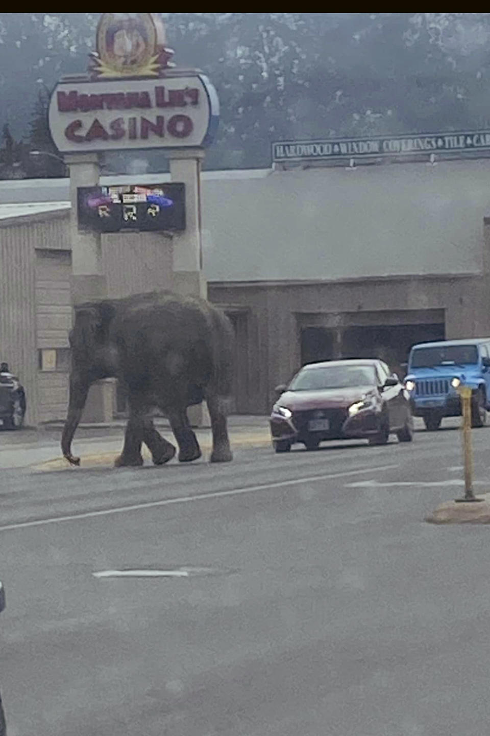 This image provided by Matayah Utrayle-Shaylene Smith shows an escaped elephant crossing the road in Butte, Mont., on Tuesday, April 17, 2024. The sound of a vehicle backfiring spooked a circus elephant while she was getting a pre-show bath leading the pachyderm to break through a fence and take a brief walk, stopping noontime traffic on the city's busiest street before before being loaded back into a trailer. (Matayah Utrayle-Shaylene Smith via AP)