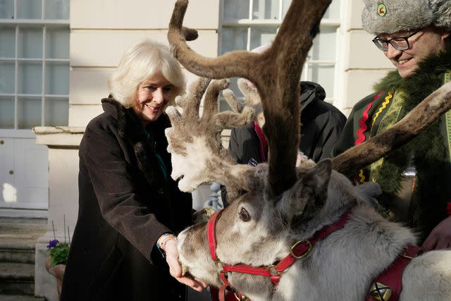 <p>Kin Cheung WPA Pool/Getty</p> Queen Camilla meets a reindeer at the tree decorating event at Clarence House on Dec. 6.