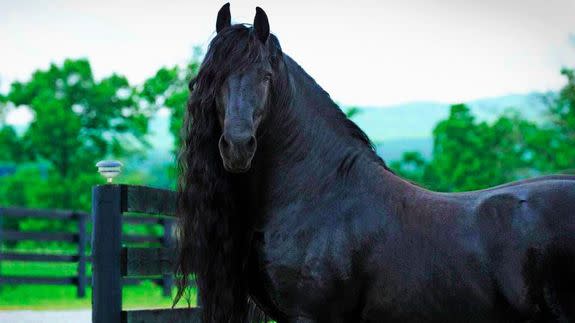 Such a beauty. Sometimes I envy horses hair.