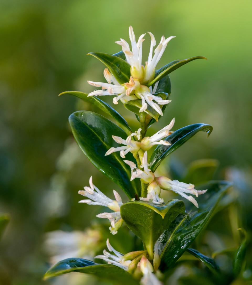 border plants