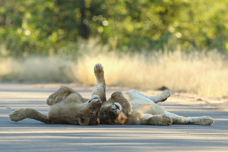 Travel Wildlife South Africa Kruger National Park