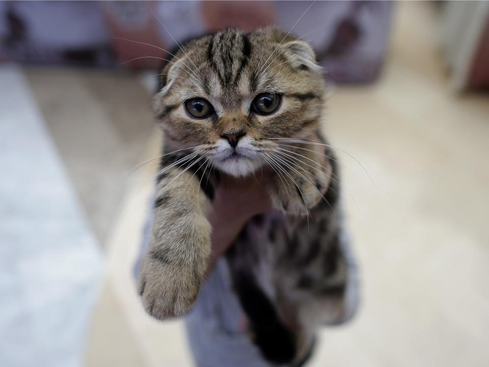 A close-up photo of a cat.