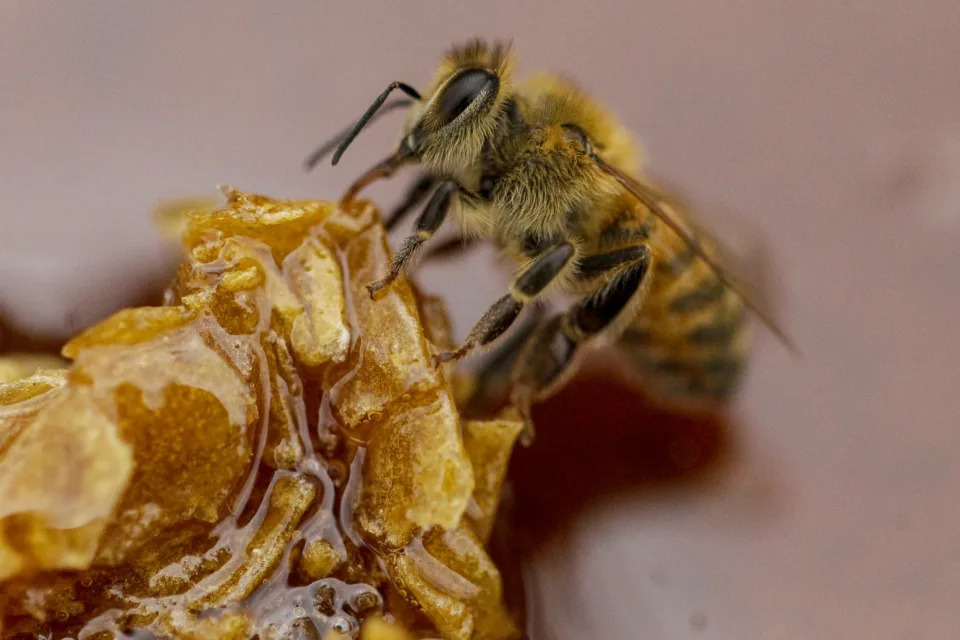 Una abeja se alimenta de miel de una colmena en una granja apícola de Colina, a las afueras de Santiago, Chile, el lunes 17 de enero de 2021. (AP Foto/Esteban Felix)