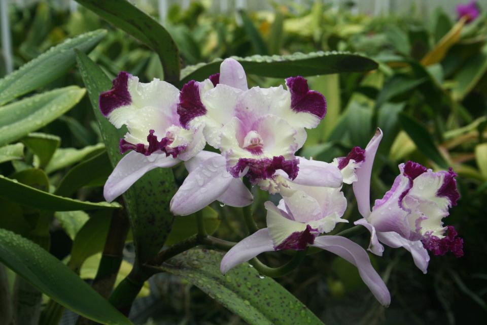 20 Most Beautiful Orchids You Can Grow at Home