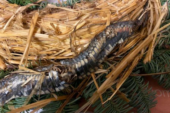 Family feared the reptile may be poisonous (Karl Gaskell / SWNS)