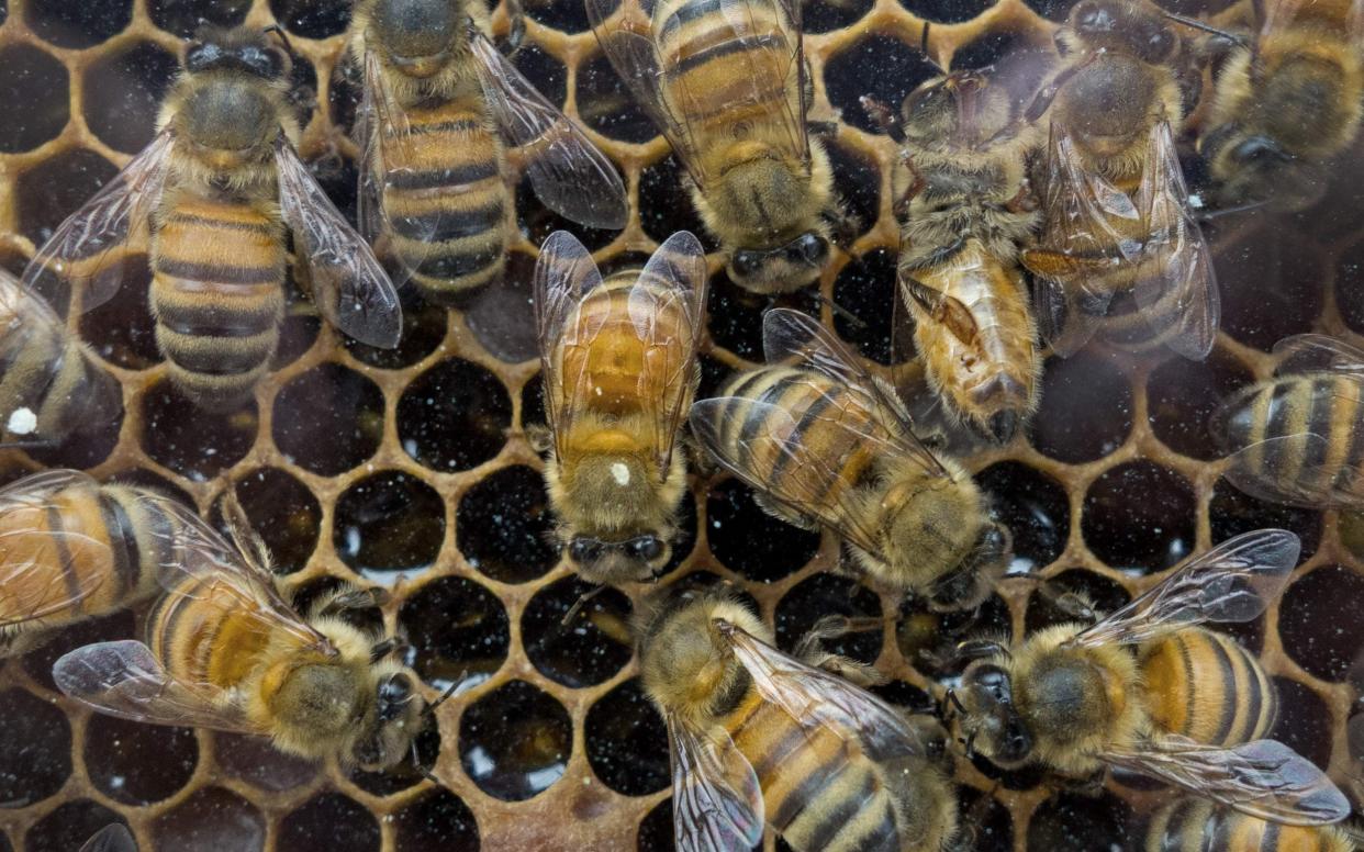 The researchers believe predators, agricultural pesticides and a reduction of food in rural areas mean city gardens have become safer for bees - AFP