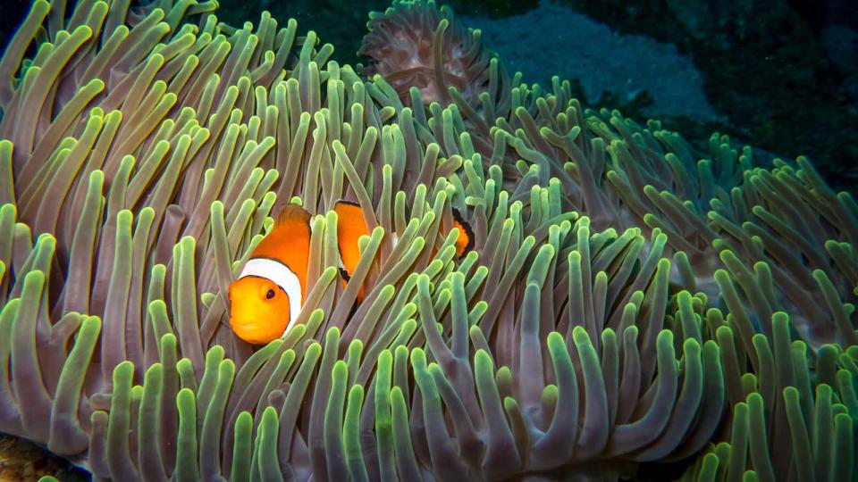 clownfish