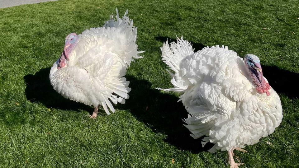 Chocolate and Chip were spared from the Thanksgiving Day table by President Biden in 2022. The pair of North Carolina-bred turkeys now reside at N.C. State University. COURTESY OF NC STATE