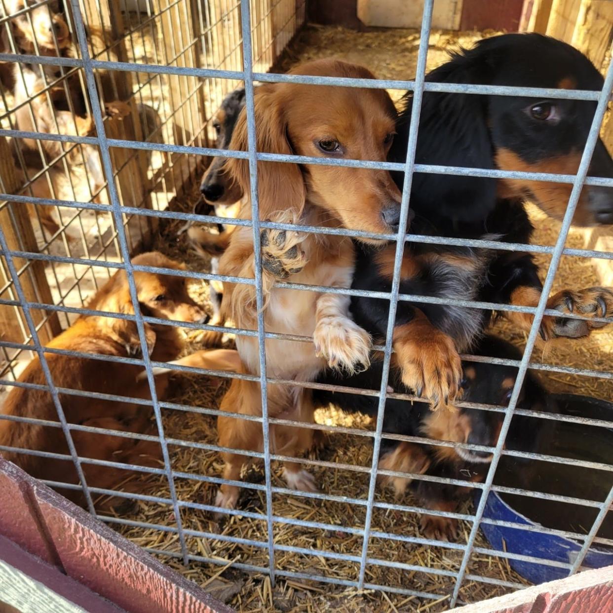 Eighty dogs and two monkeys were found in a residence in Richland County on Saturday.