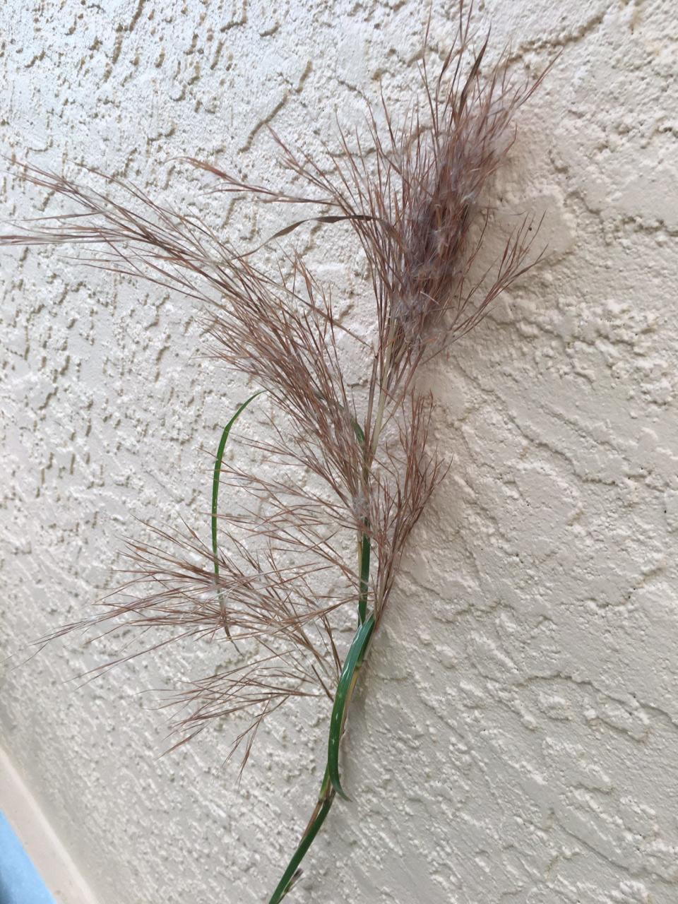 Broom-sedge grass can be an aggressively growing species but provides home and dinner to various wildlife species.