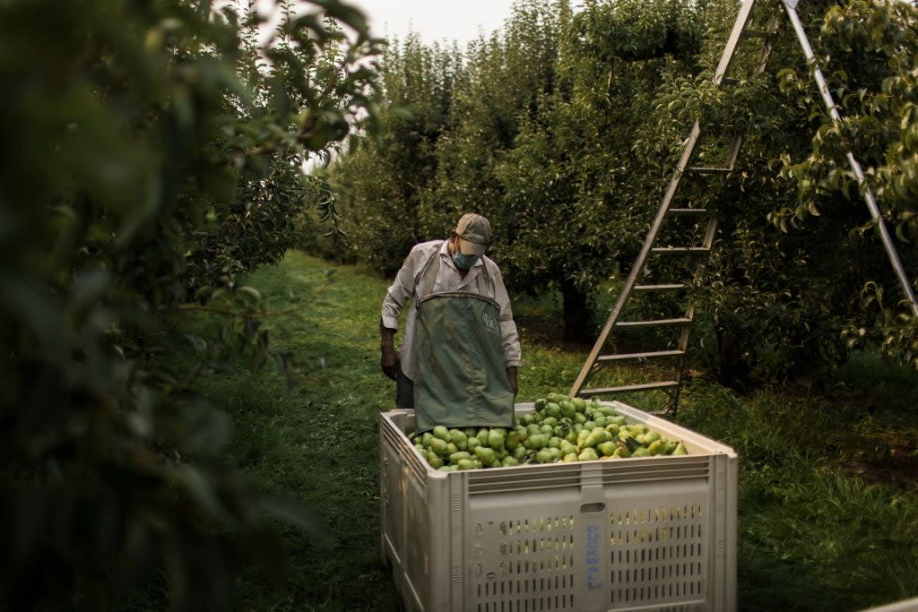 An orchard worker unloads a bag of pears in Hood River, Oregon on August 13. Amid an abnormal heat wave in the Pacific Northwest, farm workers are having their days, and profits, cut short by the extreme temperatures (AFP via Getty Images)