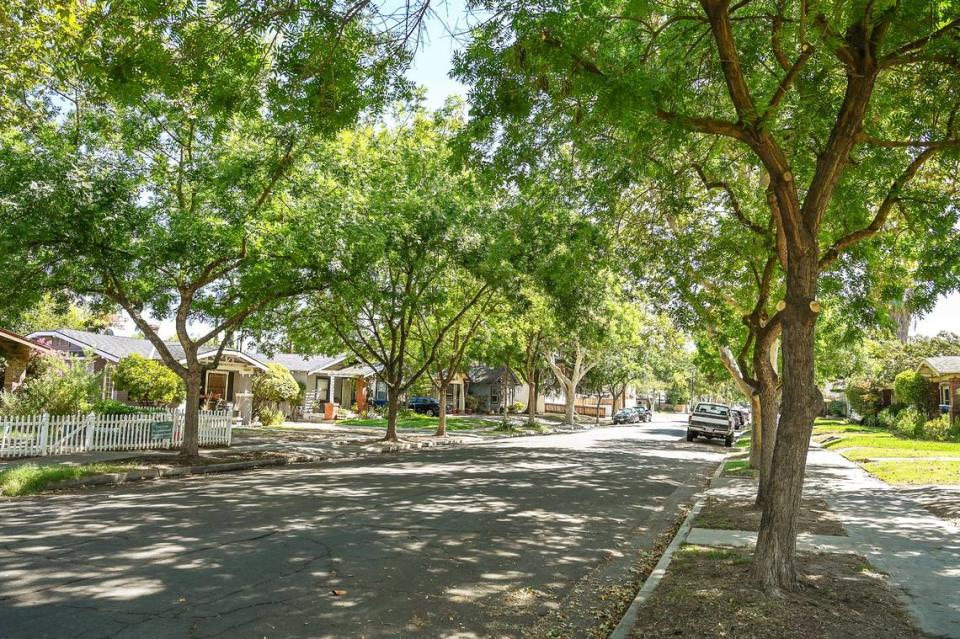 Chinese Elm trees on Brown Avenue near Van Ness are shown after being trimmed by a tree service hired by the City of Fresno on Wednesday, Aug. 24, 2022.