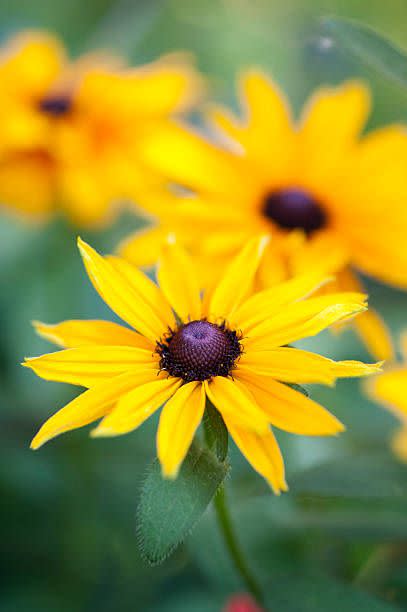 closeup of black eyed susan flower