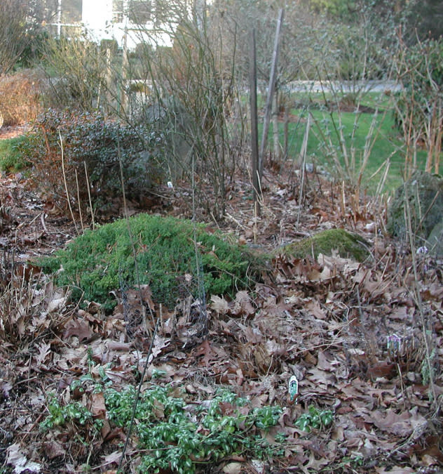 leaf blanket mulch