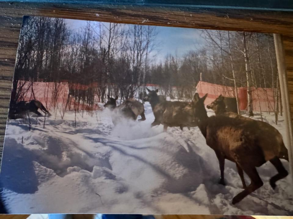 Elk brought from Alberta at a cost of $2 million were released from enclosures into the Ontario wilderness, establishing herds near Bancroft, the Lake of the Woods, Burwash and the north shore of Lake Huron. 