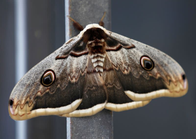 FILE PHOTO: Moth rests on window at Marjayoun village in south Lebanon