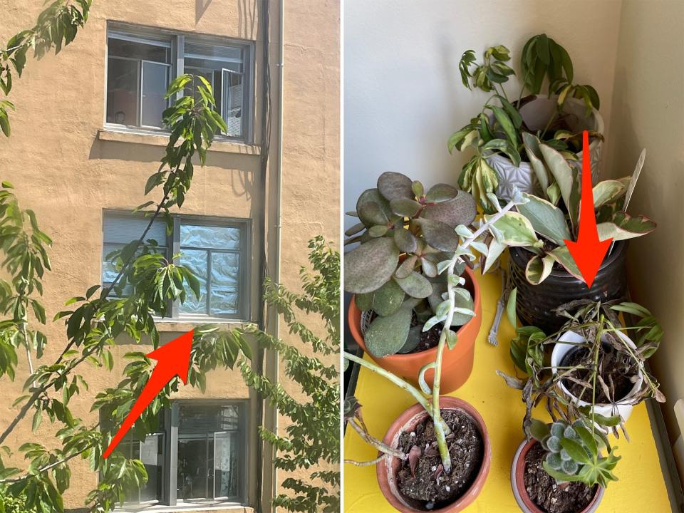 Aluminum foil on a window and dying house plants.