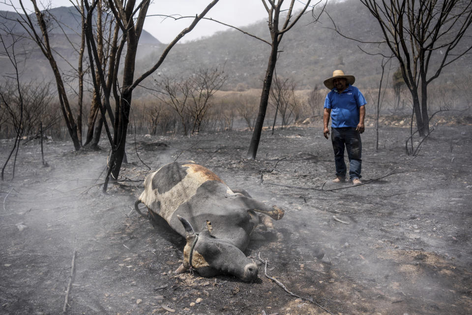 A resident looks at a dead cow burned by wildfires in Maltrata, in the High Mountains area of Veracruz state, Mexico, Monday, March 25, 2024. (AP Photo/Felix Marquez)