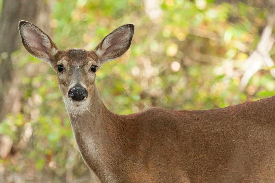 <p>Getty</p> A deer crashed through a car windscreen after jumping off an overpass in New Jersey.