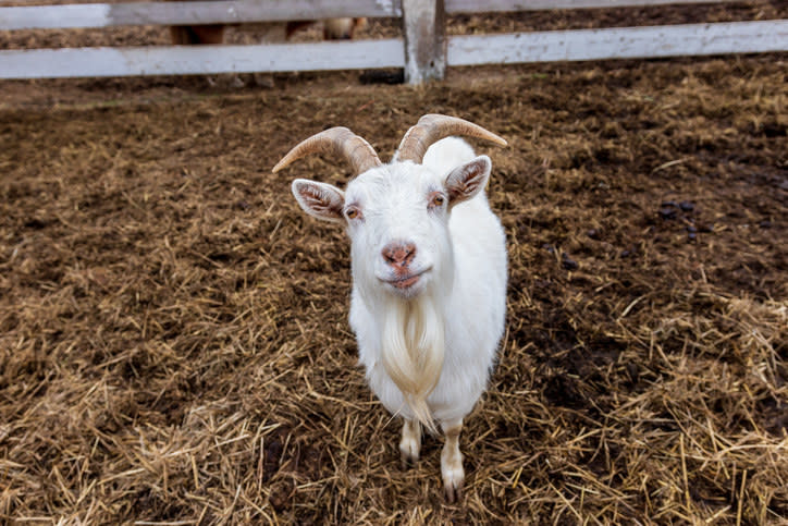 stock image of goat
