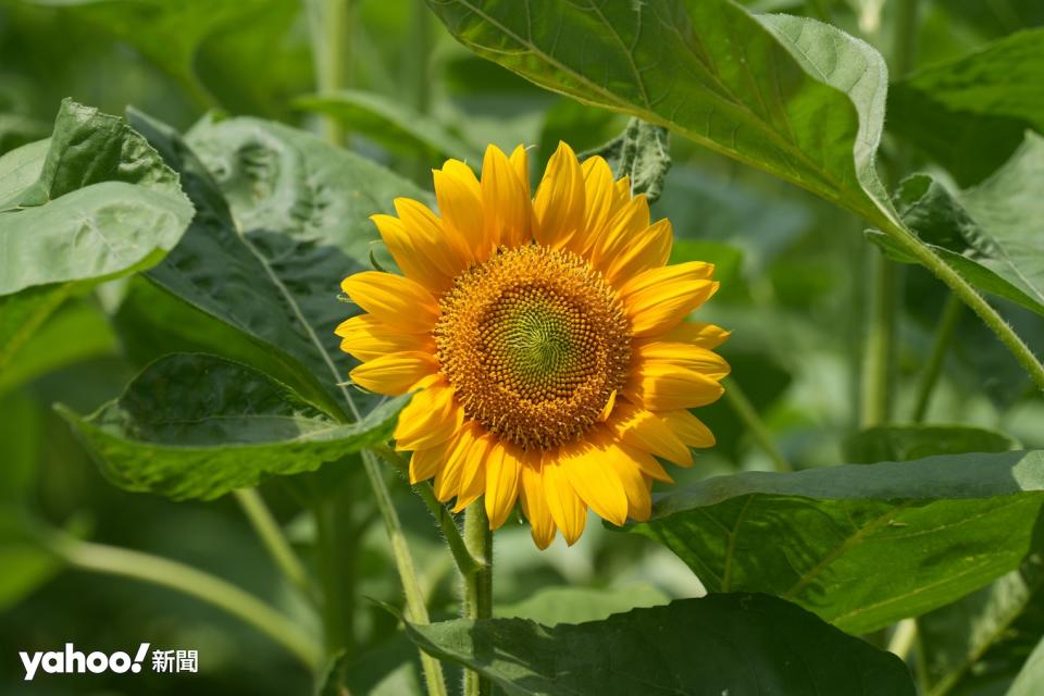 信哥說夏天全園就只有向日葵，因為「得向日葵頂得順曬。」