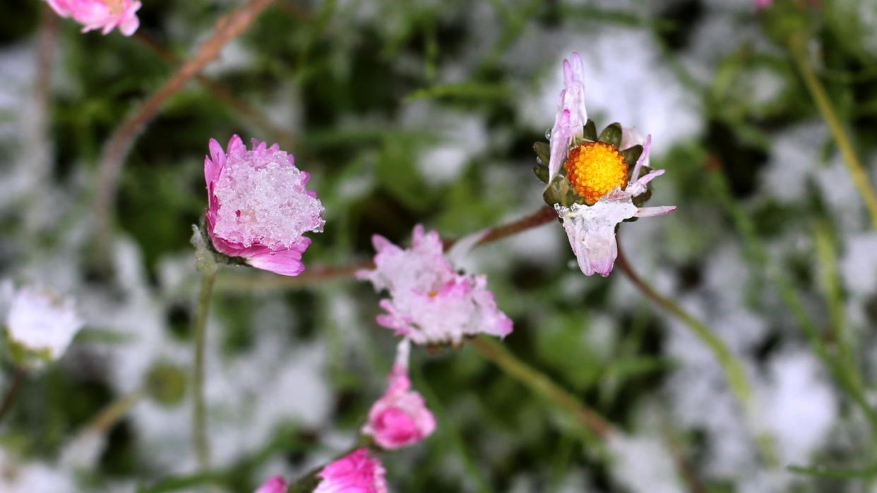 Gänseblümchen sind in einem Garten mit Schnee bedeckt. Temperaturen weit unter Null gefährden besonders im Süden Deutschlands frühblühende Pflanzen. Foto: Karl-Josef Hildenbrand